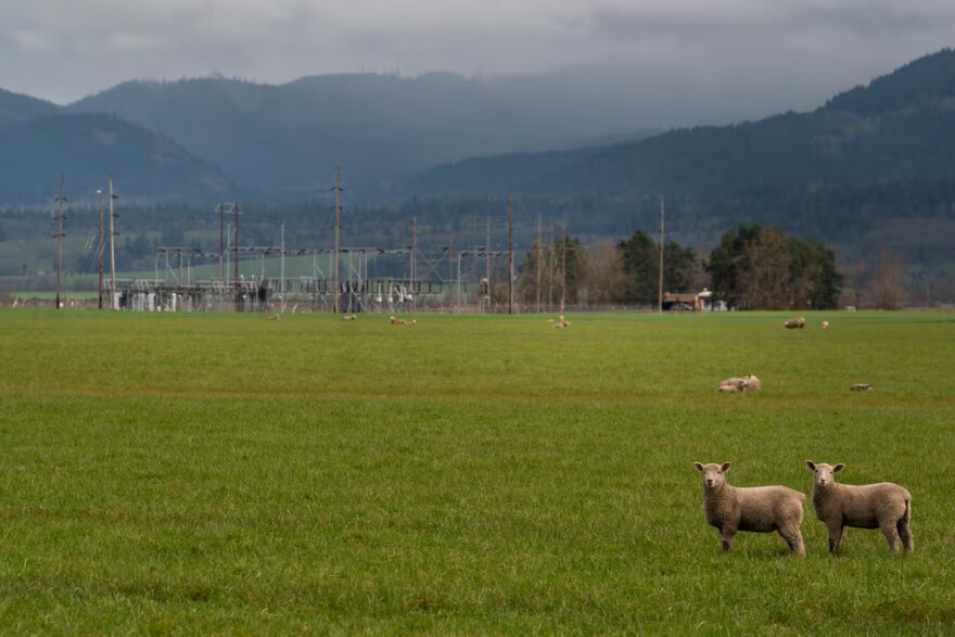 Sheep graze on land adjacent to the PacificCorp Substation. Developers of the solar project cite advantages to the proximity of the power station, power lines and Interstate-5.