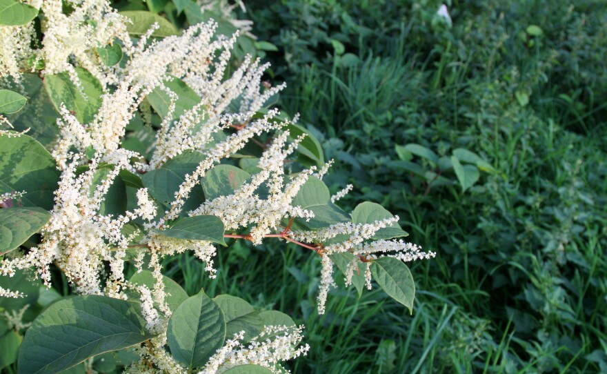 Green leaves and white flowers on the invasive plant known as Japanese knotweed.