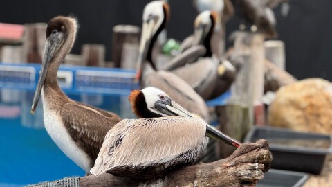 Pelicans recovering at the Santa Barbara Wildlife Care Network