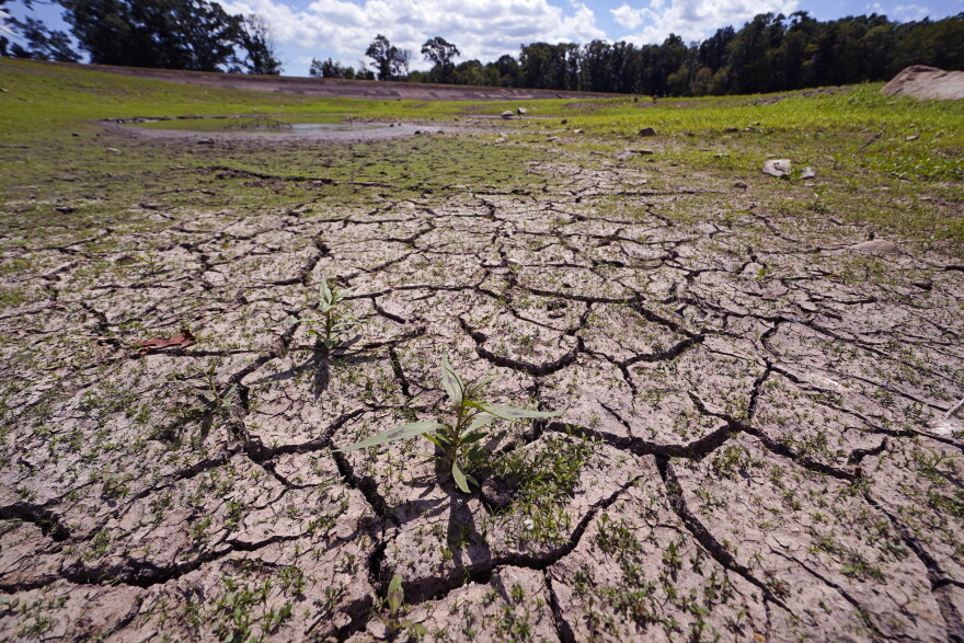 Weeds grow through the cracked soil on what would usually be on the bottom of the Hoppin Hill Reservoir, Wednesday, Aug. 3, 2022, in North Attleboro, Mass. The City of Attleboro, like much of the Northeast, is experiencing drought like conditions. (AP Photo/Charles Krupa)