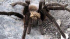 tarantula