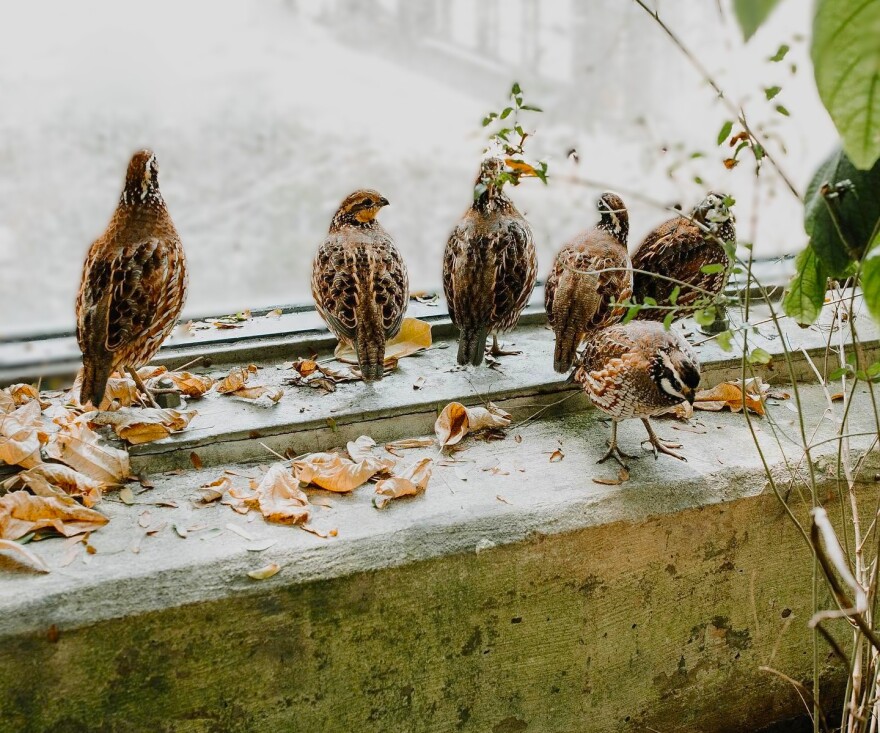Bobwhite quail live among the plants on the floor of the butterfly house.