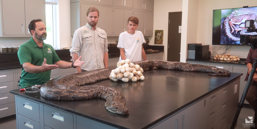  Conservancy of Southwest Florida wildlife biologists Ian Baroszek, far left, and Ian Easterling, and intern Kyle Findley showed reporters the body of the 215-pound female python in the Conservancy's lab in June. 