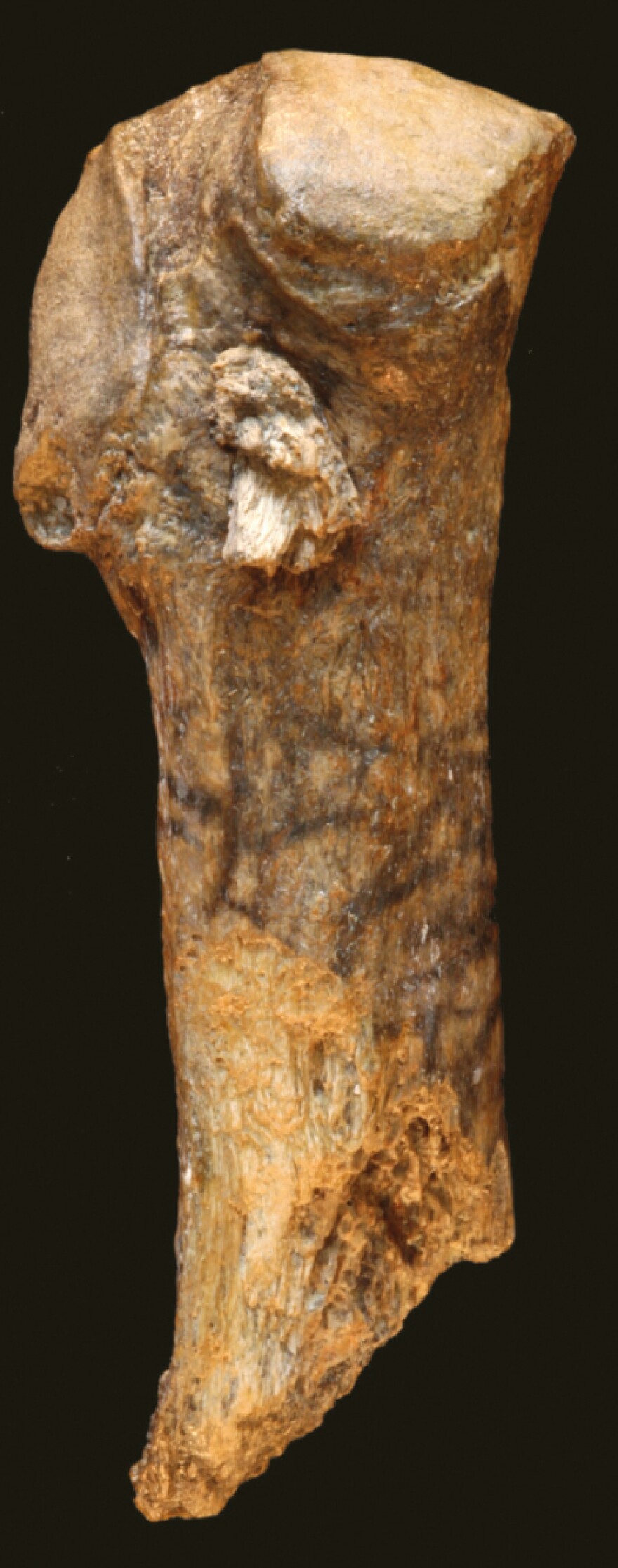 <p>A spear point is embedded near the end of this mastodon rib bone.</p>