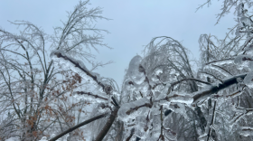 Ice encases a tree on March 30, 2025, along Polish Line Road in Cheboygan. Even a quarter-inch of ice can add tremendous weight to trees and power lines, bringing them down easily. Accumulation from this ice storm was well above those levels. (Photo: Michael Livingston/IPR News)