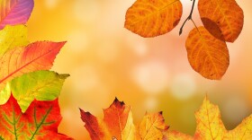 Fall Autumn Leaves