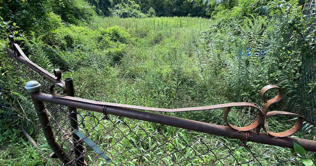 An overgrown forest in Kansas City's Palestine East could be turned