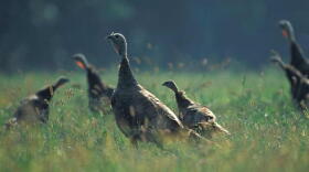 The number of young wild turkeys, or poults, per mother hen in Missouri has dwindled to less than one, on average. “They're not reproducing well enough to even replace themselves," said Reina Tyl, resource scientist at the Missouri Department of Conservation and leader of the state's turkey research program.
