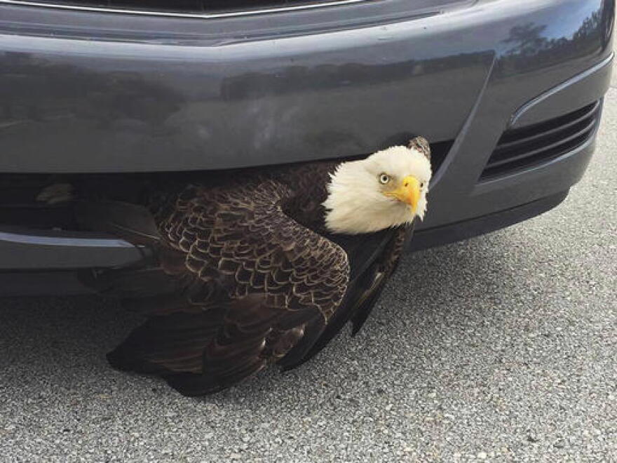A photo from the Clay County Sheriff's Office shows a bald eagle wedged in a vehicle near Green Cove Springs in Clay County. The bird was freed unharmed after a passing motorist noticed the bird. (Billi West/Clay County Sheriff's Office via AP)