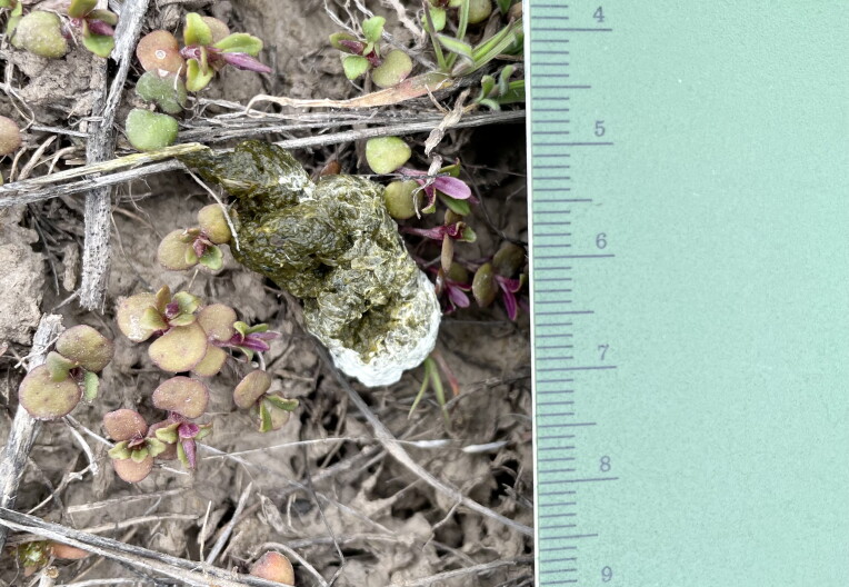 Stephanie Galla uses Grouse poop to identify DNA for her research.