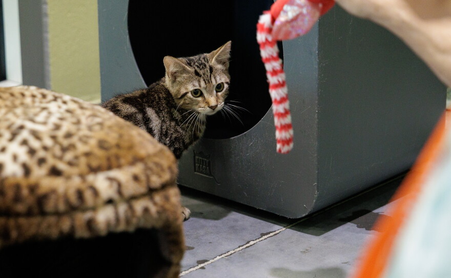 The Lake County Animal Shelter is hosting a "Catinee" on October 31 at 10am. The shelter is showing the 1960 classic "Little Shop of Horrors" and encouraging the public to mingle with adorable, adoptable kittens.