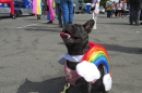 A black french bulldog wears a rainbow costume and sits on asphalt. Two people in the background wear pride flags as capes. 