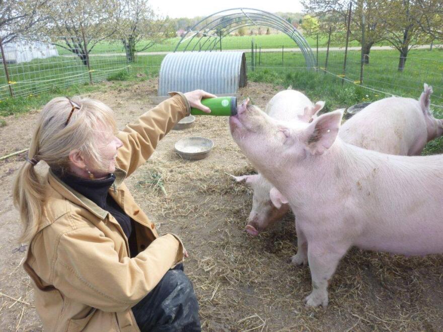 Laurie Thorp with pigs at the Organic Pig Project at the Student Organic Farm at MSU.