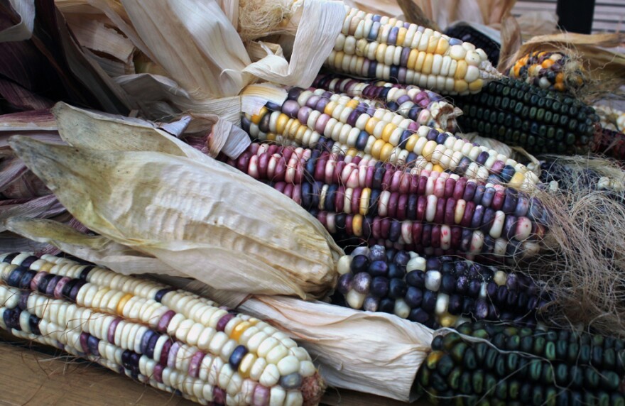 Some of the indigenous corn varieties growing in Taylor Keen's backyard.