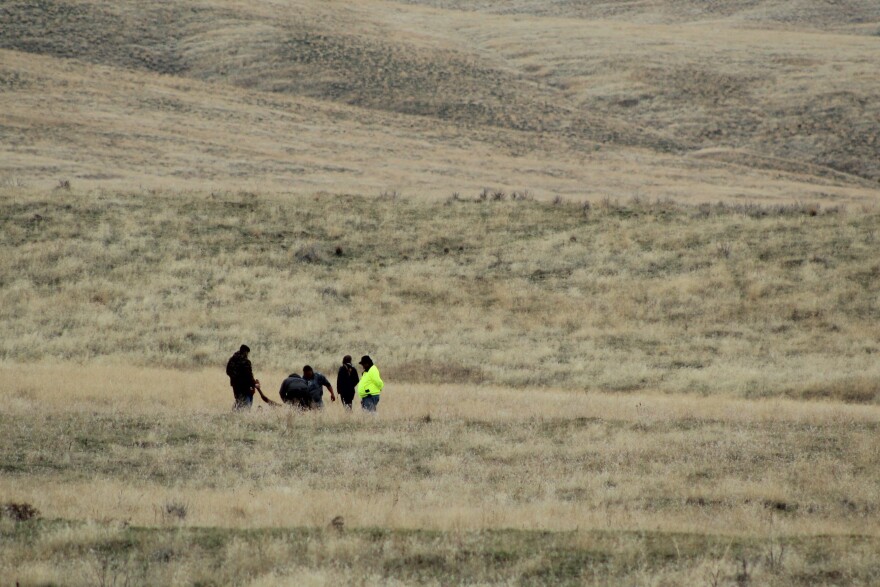  Hunters work quickly on the Hanford Reach National Monument near Richland, Washington after the elk kill to cool and pack out the meat.