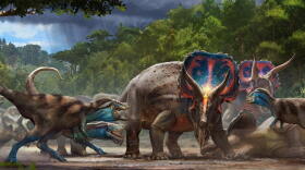 Artist's rendering of battling Tyrannosaurus rex and Triceratops horridus.
