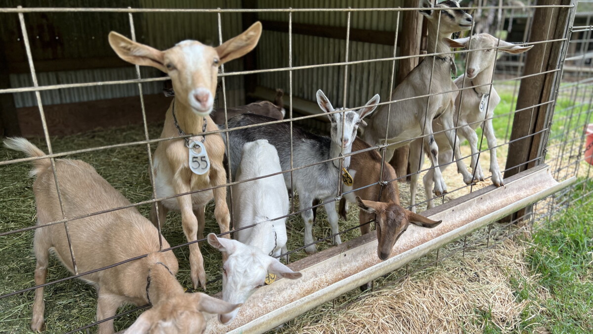 This Big Island farm feeds their goats seaweed to reduce livestock emissions - Vimarsana News