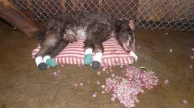 After the 2014 Carlton Complex Fire, Cinder spent nearly a year recovering before being released back into the Washington Cascades north of Leavenworth. CREDIT: LAKE TAHOE WILDLIFE CARE