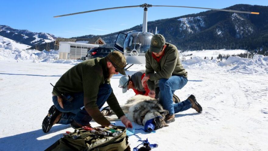 Wyoming Game and Fish Department's wolf specialist Ken Mills tracks and tests wolves for disease on aerial flights each January.