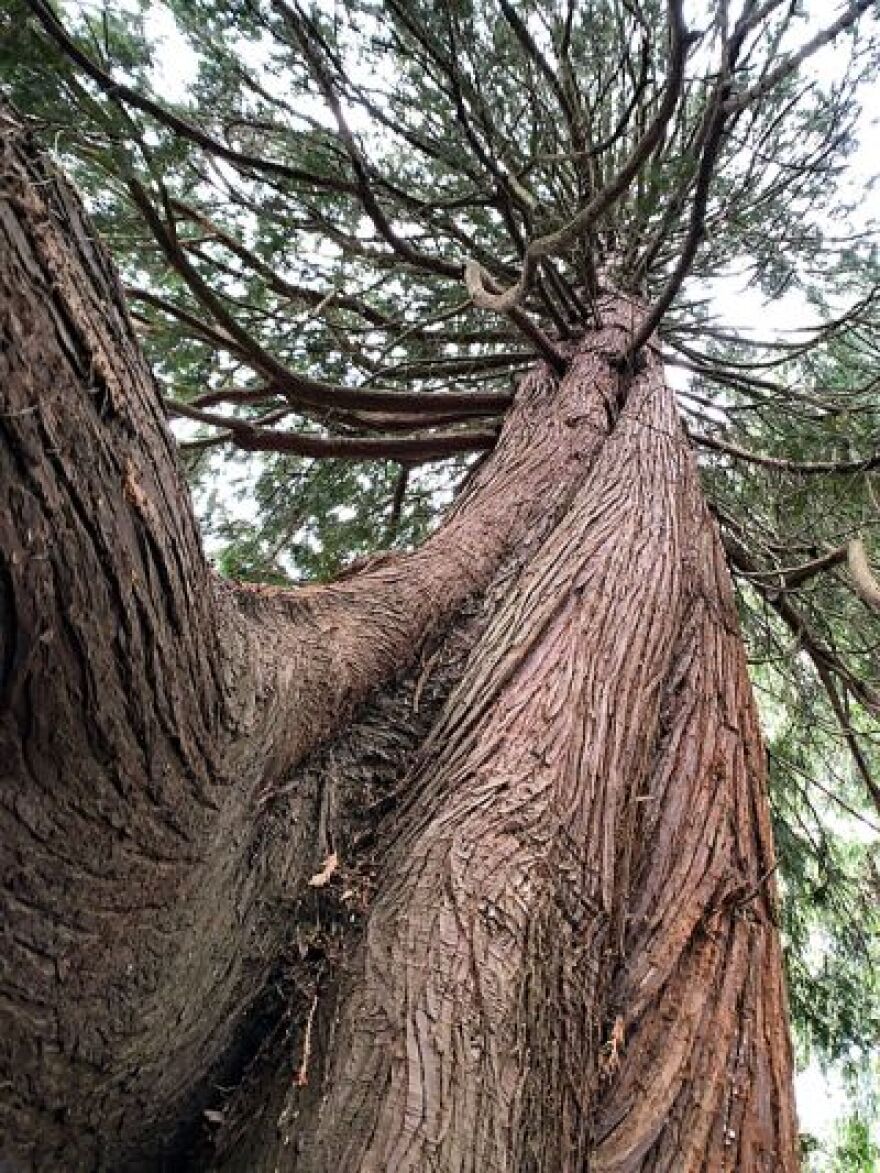 This tree is a healthy Western red cedar.