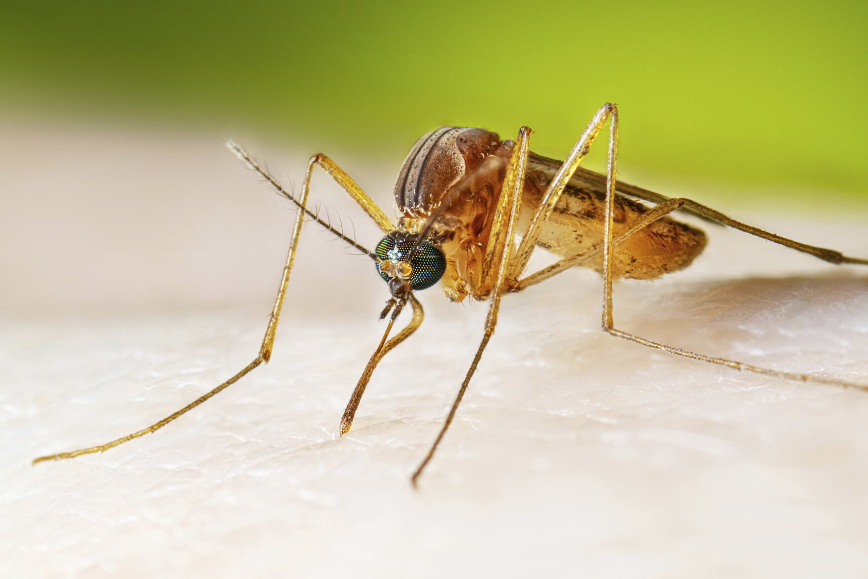 State health department confirms first Eastern Equine Encephalitis ...