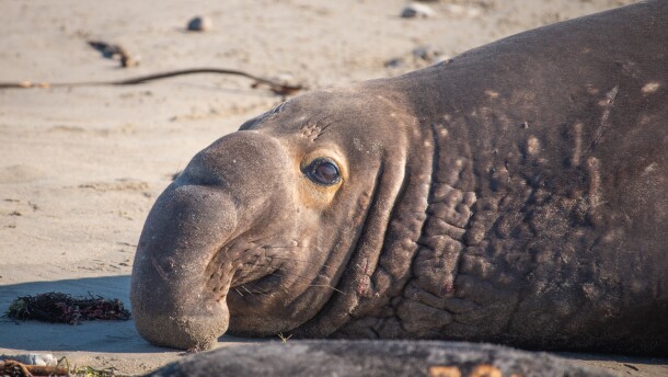 An adult male elephant seal lies in the sand and eyes the camera. 