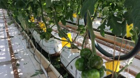 NatureSweet grows tomatoes using cocoa peat. (Casey Kuhn/KJZZ)