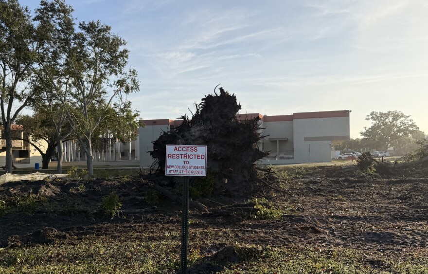 Some oak trees stand to the left, near another large tree that was toppled near a sign that says "access restricted."
