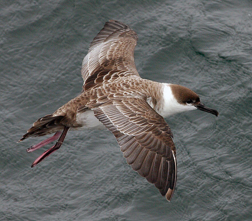 Greater Shearwater, or Great Shearwater (Puffinus gravis)