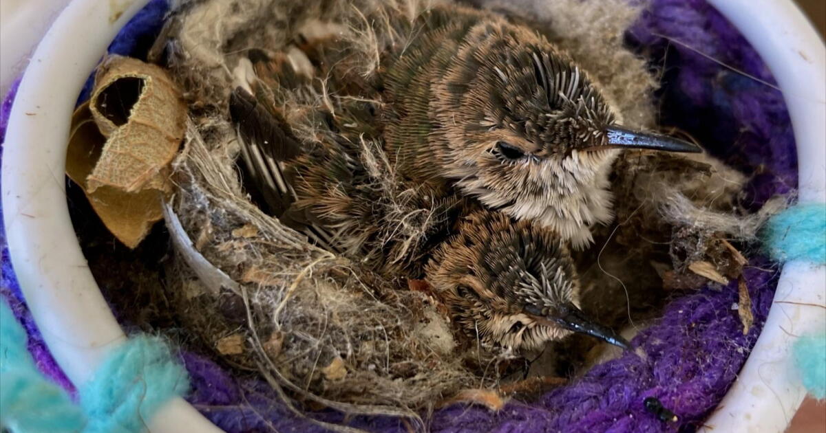 Hummingbird Rescue: Baby Twins | New England Public Media
