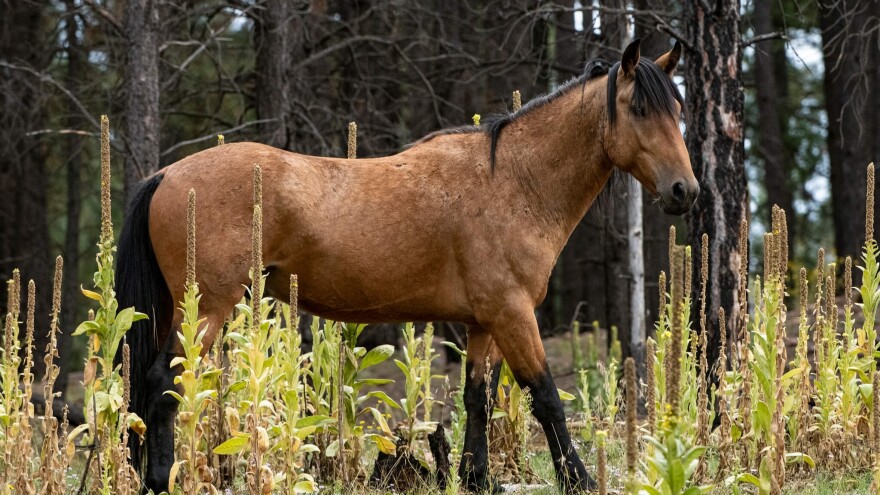 A brown horse standing in tall weeds