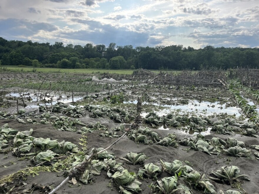 Mud-covered field has remains of decimated crops