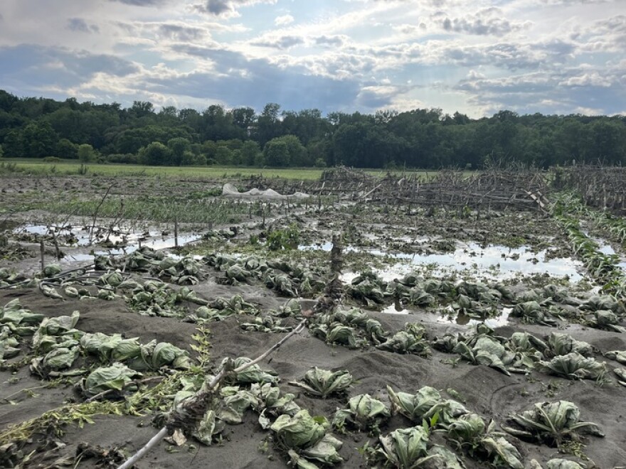  Mud-covered field has remains of decimated crops