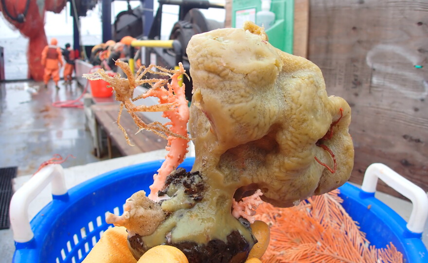Survey sample showing sponges associated with other species, like crabs that often hide in the nooks and crannies of sponges.