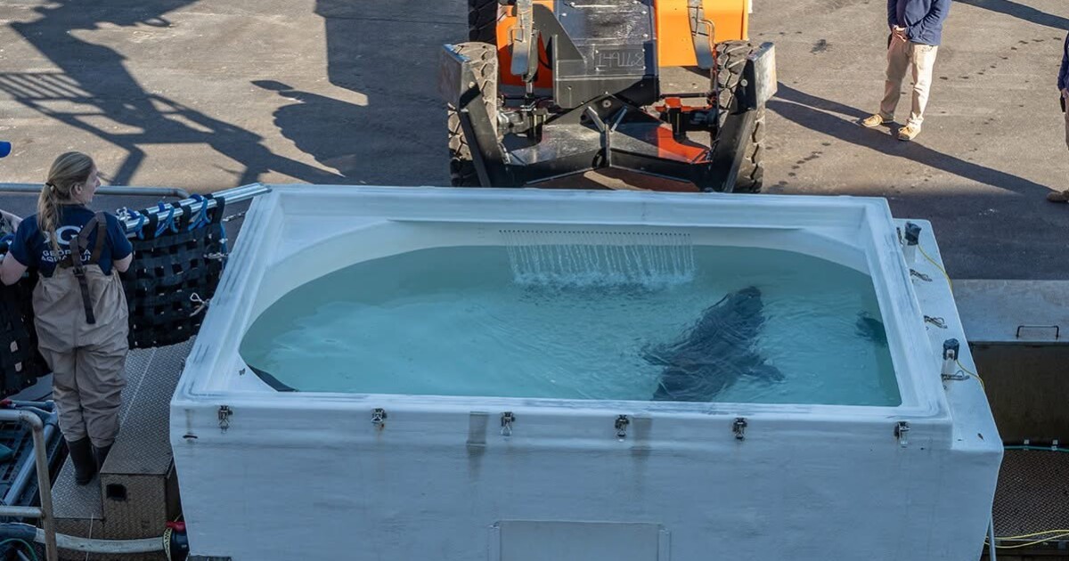 Moving day for two North Carolina aquarium sharks