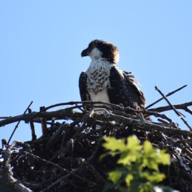A baby osprey peeking out of its nest.