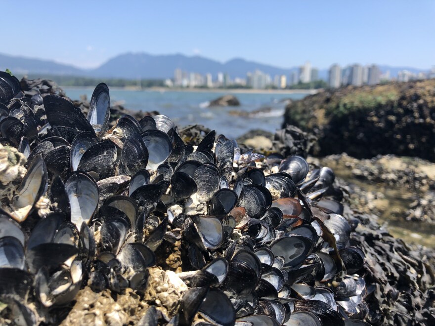 Just a 30-minute drive north of Vancouver, Harley spent Thursday at Porteau Cove and is now worried that his initial count of 1 billion dead creatures is too low.