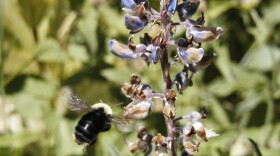  A Franklin's bumble bee in lupine. 