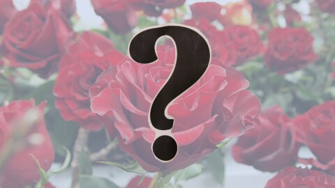 Close-up of roses with a question mark in the foreground