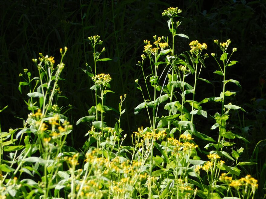 A mass of tiny yellow flowers atop leafy stalks.