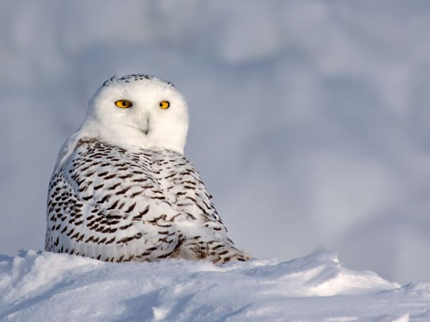 Kent McFarland captured this photo of a snowy owl in Killington.