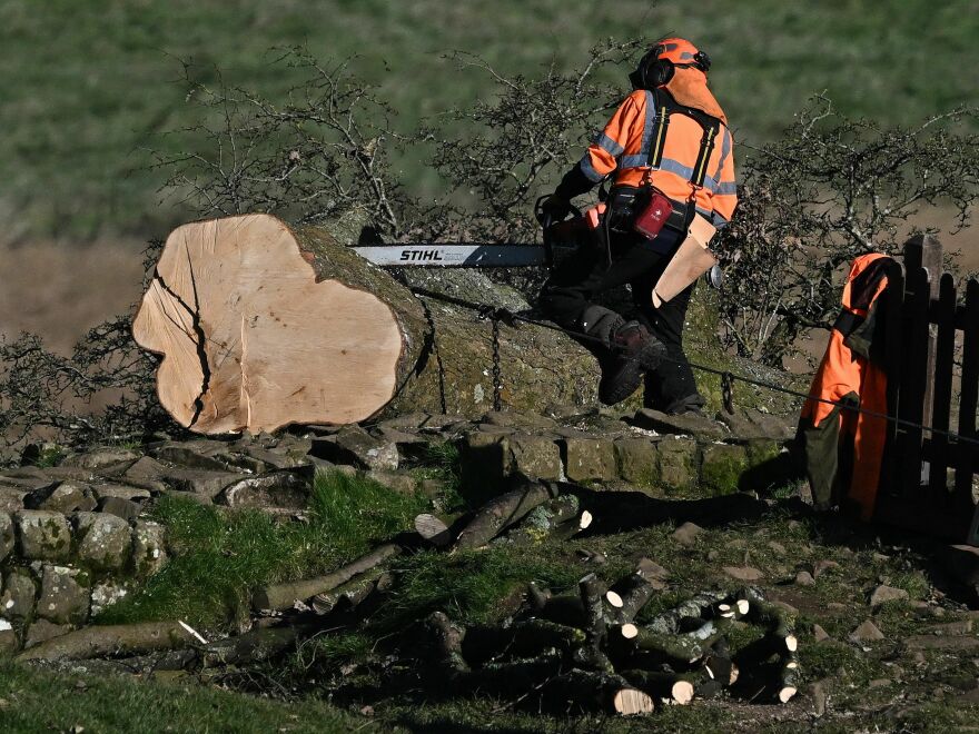 The vandalism that brought the Sycamore Gap tree down also harmed a UNESCO World Heritage Site: Hadrian's Wall. In this October photo, a worker used a chainsaw to cut up the tree so its trunk could be removed.