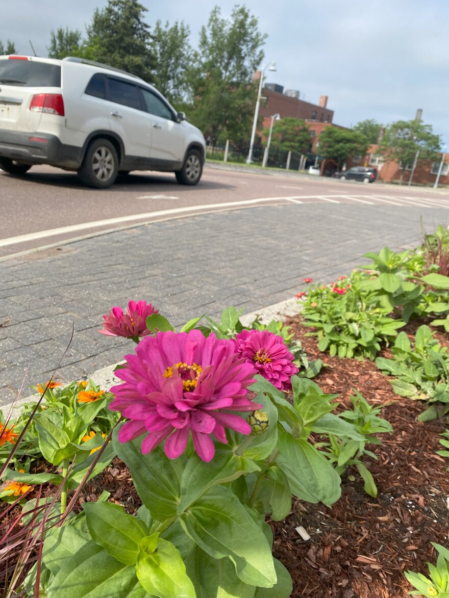 Pink flower in a flower bed with a car driving behind. 