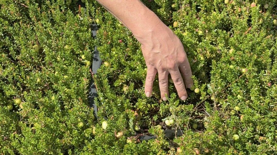 Mike Zawistowski carefully revealed the tensiometers that runs along the marsh.