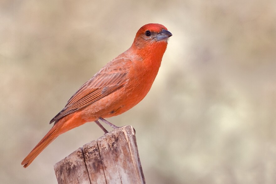 Each spring, hepatic tanagers journey from as far away as Central America to the Chisos, Davis and Guadalupe mountains, to breed in the Ponderosa pine forests of these West Texas sky-island ranges.
