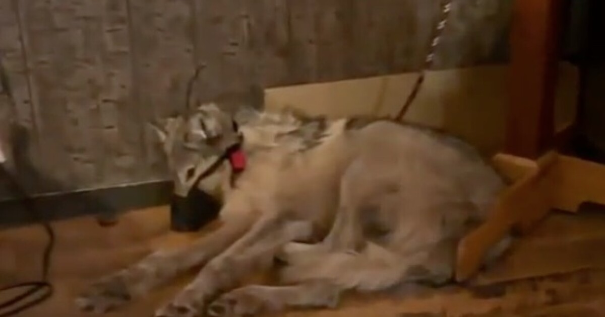 Inside the courtroom for the first hearing on Wyoming’s wolf cruelty case