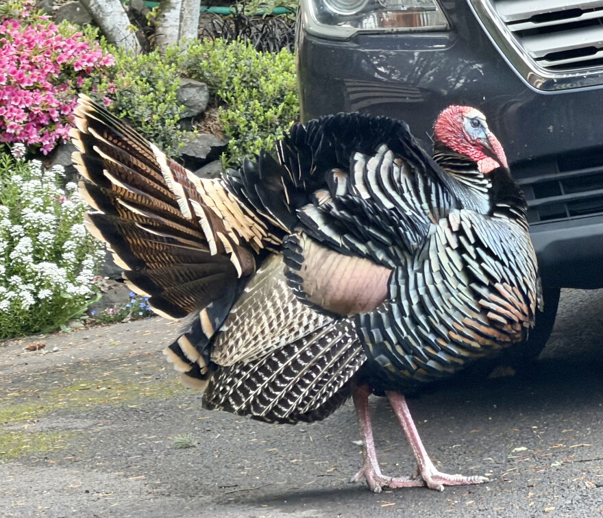 Turkey crosses the road.