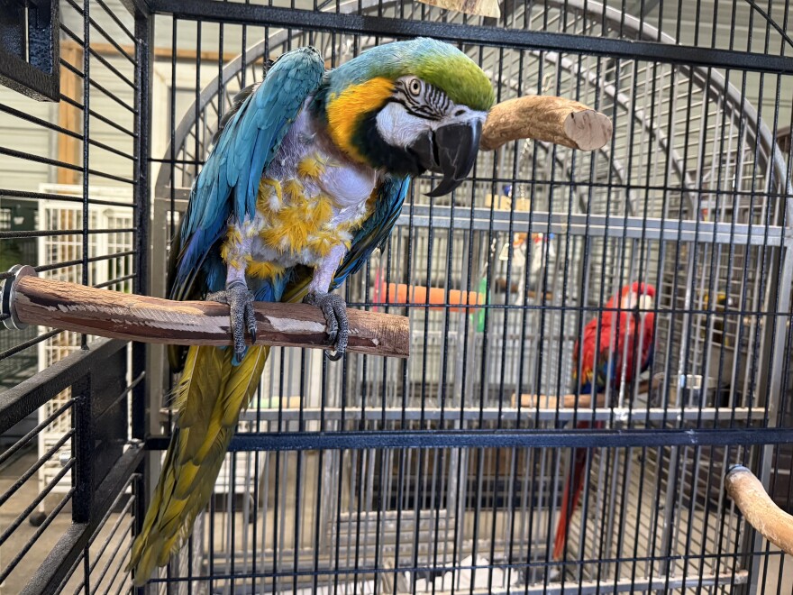 Kokomo is a blue and gold macaw at Nana & Papa's Nest. He has bald spots from over-preening, which is a stress response.