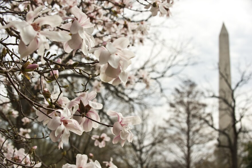 A magnolia blooms near the Washington Monument in Washington, D.C., in March 2012.