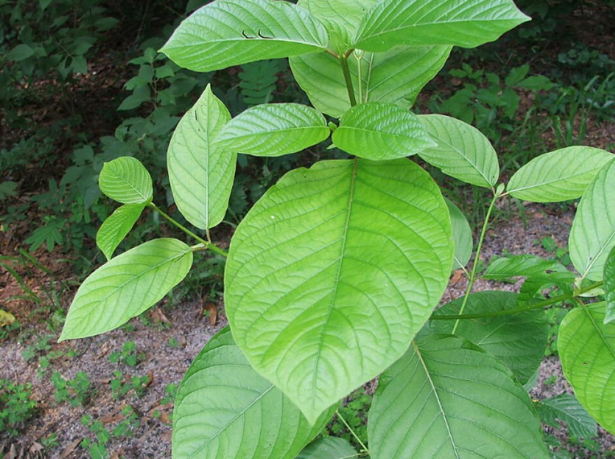 Mitragyna speciosa leaves